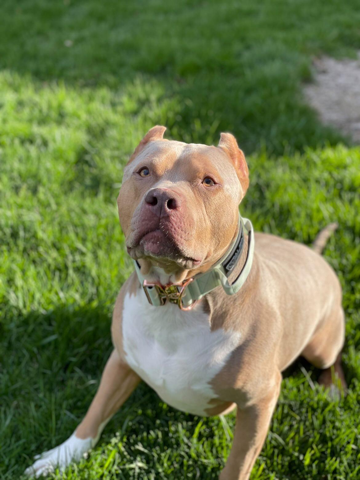 2" Tacti Luxe Dog Collar - Rose Gold - Honeydew