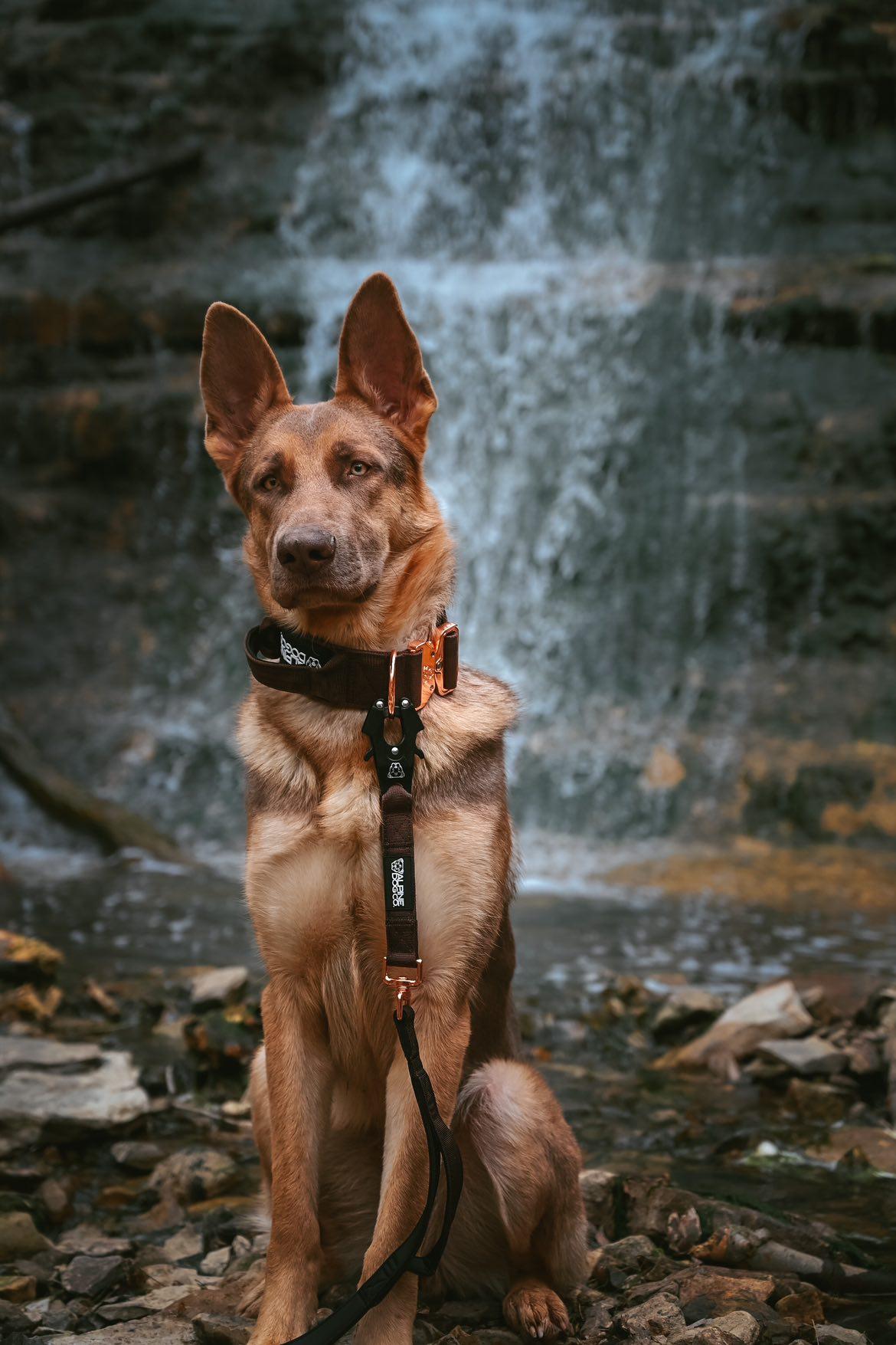 2" Tacti Luxe Dog Collar - Rose Gold - Chocolate