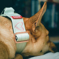 Load image into Gallery viewer, 1.5" Tacti Dog Collar Slim Luxe - Rose Gold - Honeydew
