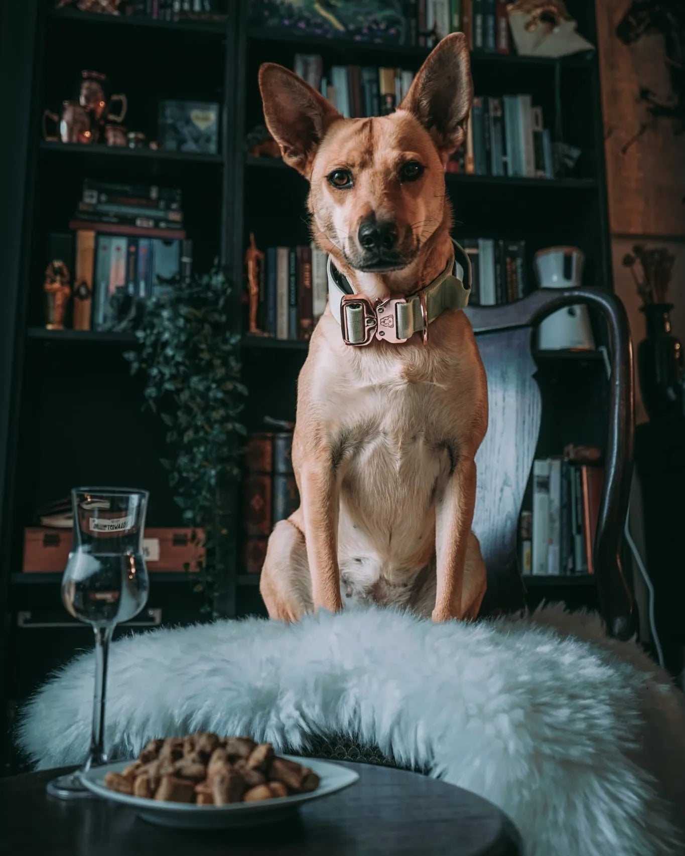 1.5" Tacti Dog Collar Slim Luxe - Rose Gold - Honeydew