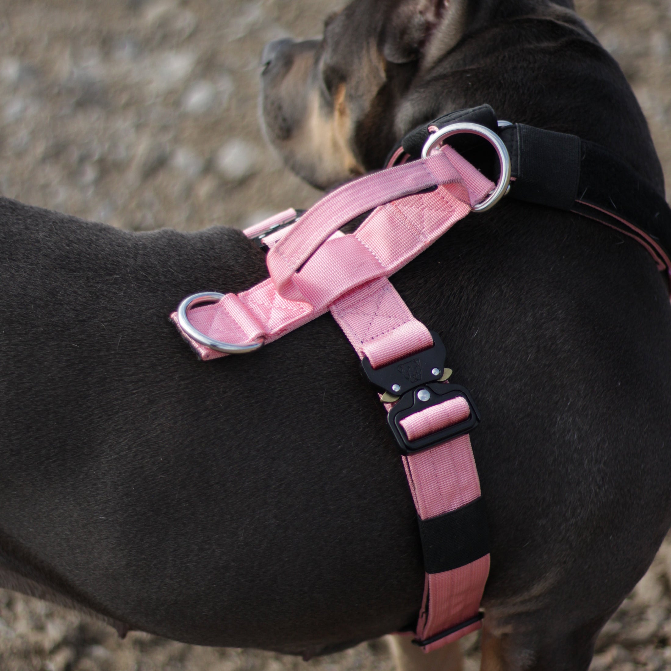 Terrain Dog Airtag Harness - Bubblegum