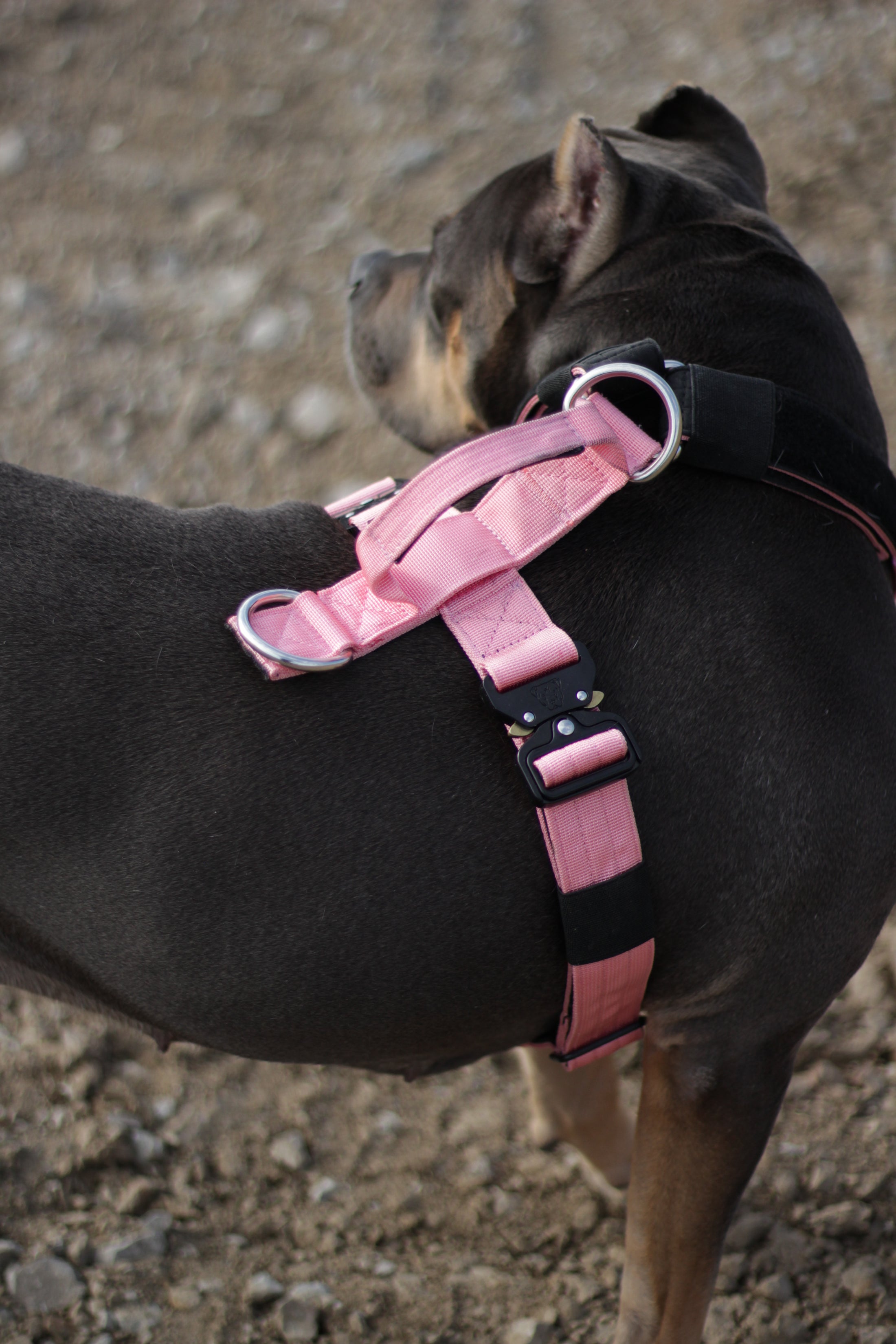 Terrain Dog Airtag Harness - Grape