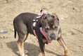 Load image into Gallery viewer, Terrain Dog Airtag Harness - Bubblegum
