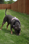 Load image into Gallery viewer, Terrain Dog Airtag Harness - Sofia
