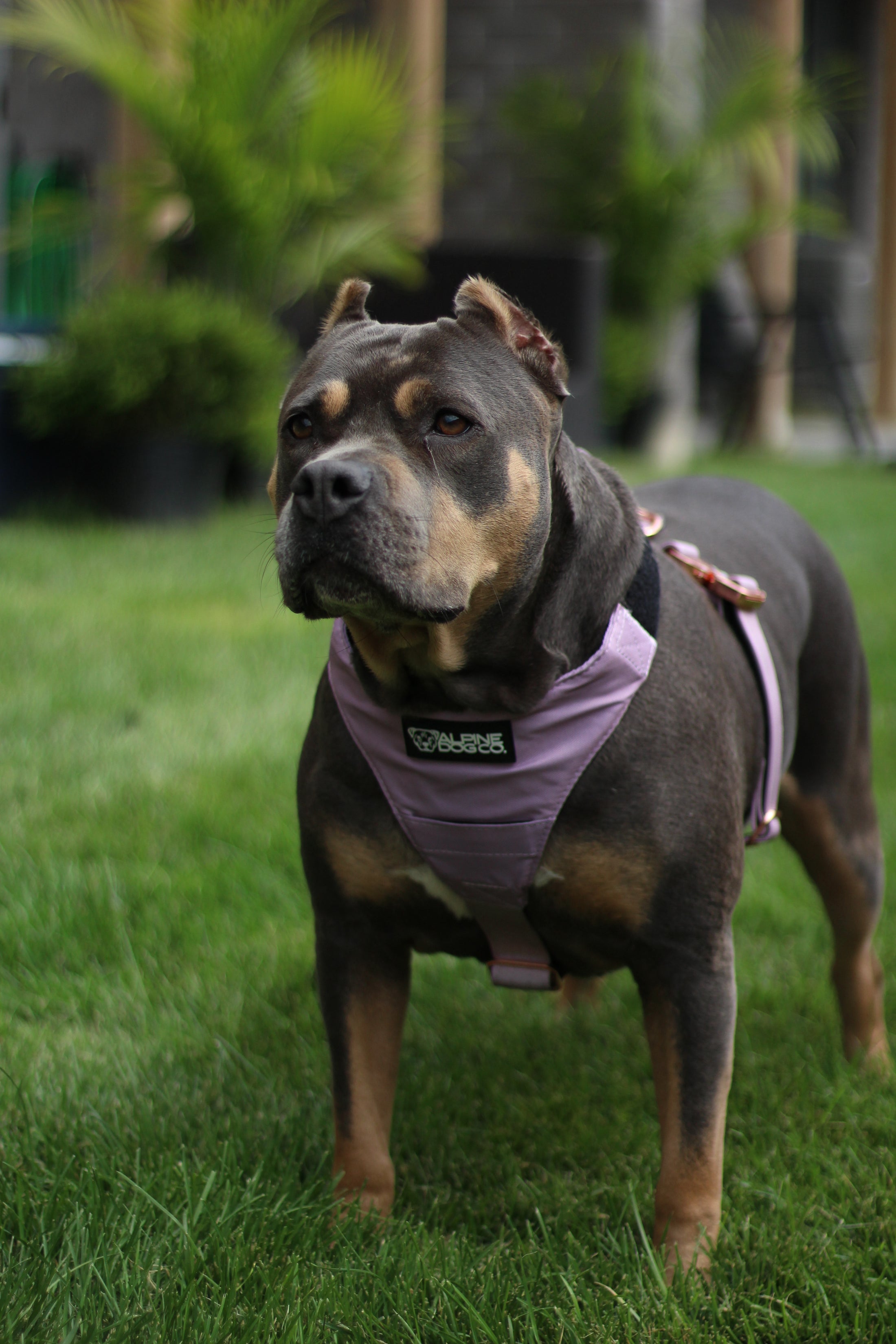 Terrain Dog Airtag Harness - Sofia