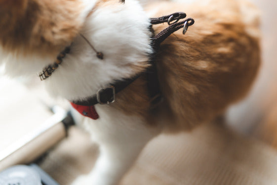 Top 5 Mistakes Dog Owners Make with Harnesses