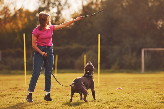 A Comprehensive Guide to Dog Training Collars