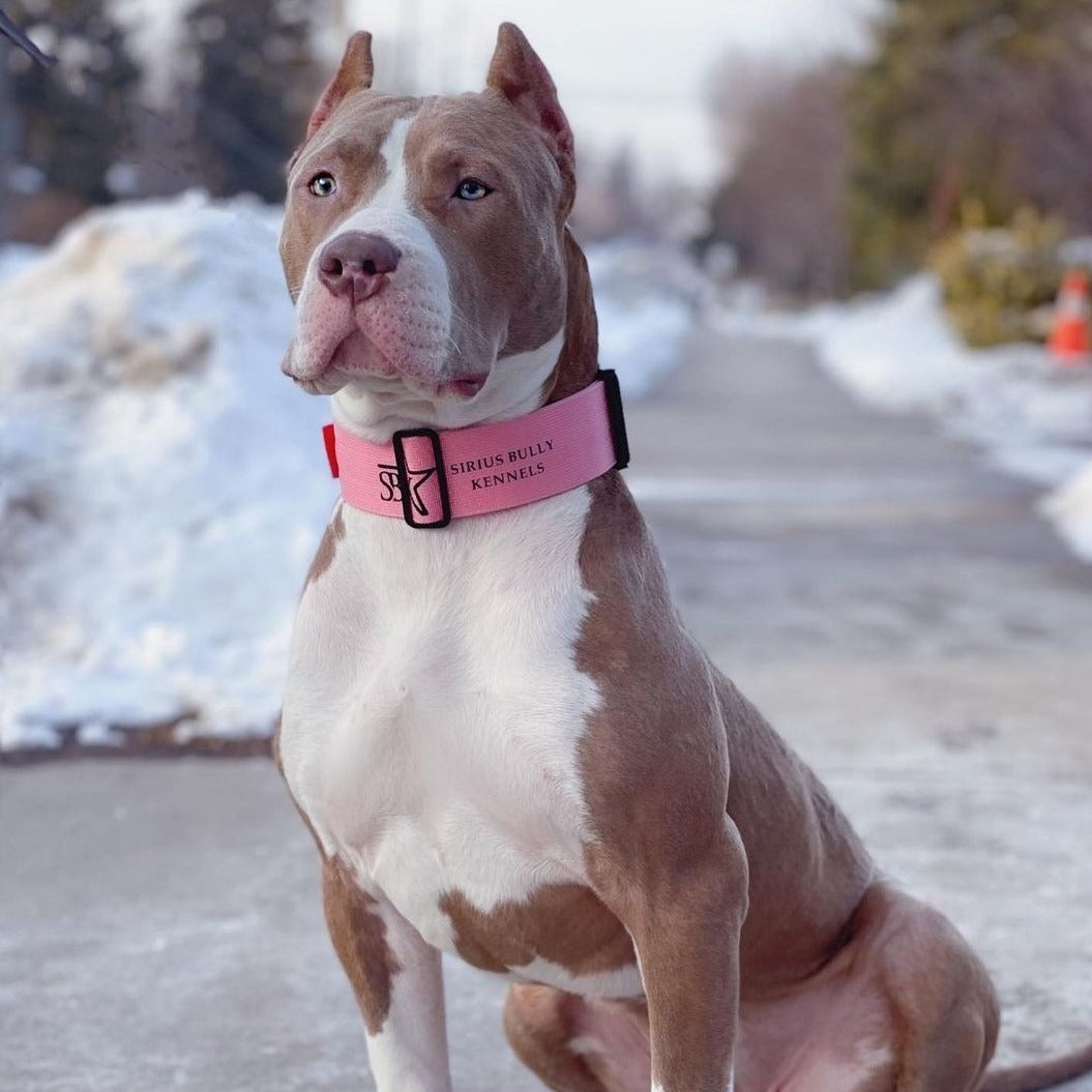 2" Tactik Dog Collar - Bubblegum