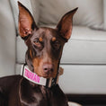 Load image into Gallery viewer, 1.5" Tacti Slim Dog Collar- Buttercream