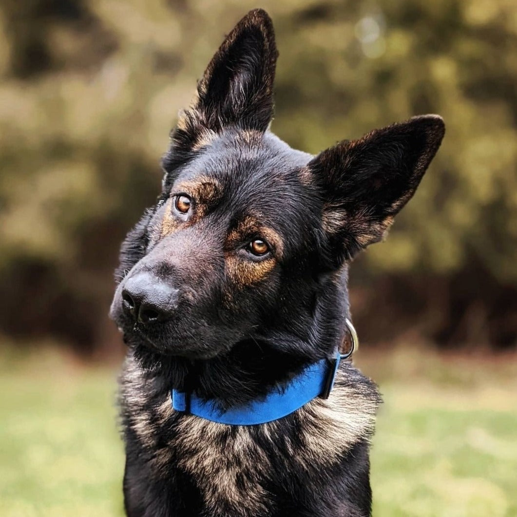 2" Tactik Dog Collar - Cobalt