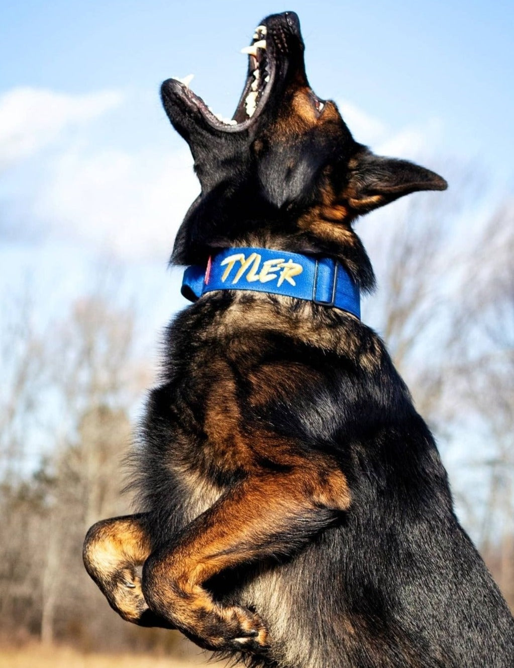 2" Tactik Dog Collar - Cobalt