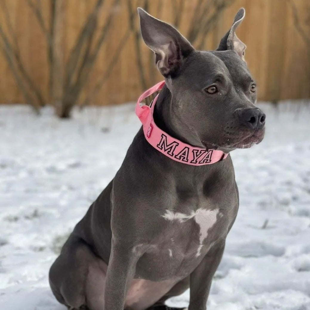2" Tactik Dog Collar - Bubblegum