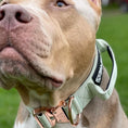 Load image into Gallery viewer, 2" Tacti Luxe Dog Collar - Rose Gold - Honeydew
