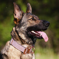 Load image into Gallery viewer, 1.5" Tacti Dog Collar Slim Luxe - Rose Gold - Sofia
