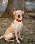 Load image into Gallery viewer, 1.5" Tacti Dog Collar Slim Luxe - Gold - Cognac