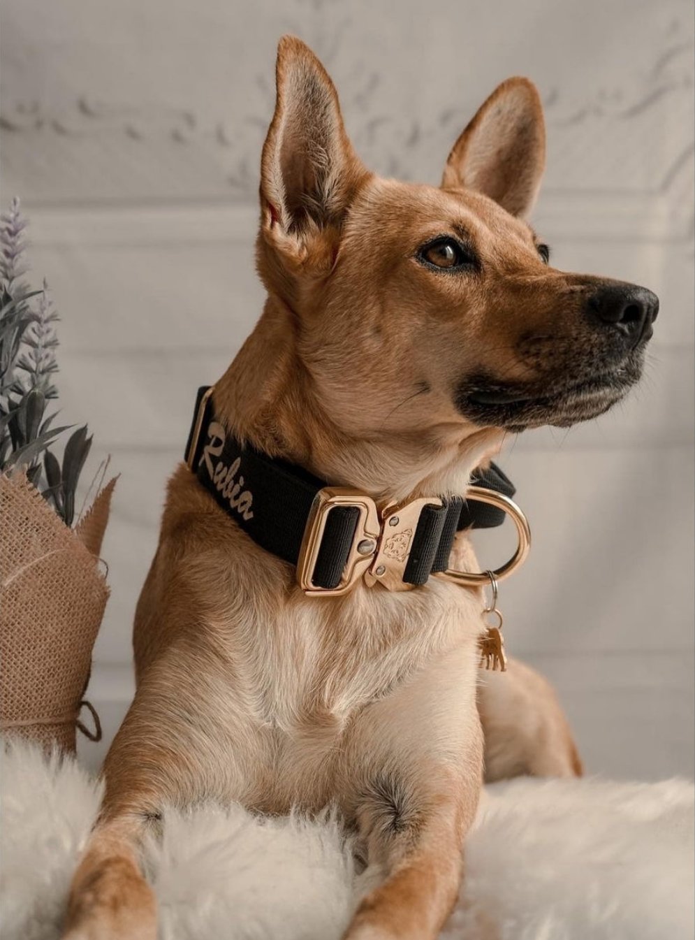 1.5" Tacti Dog Collar Slim Luxe - Gold - Noir