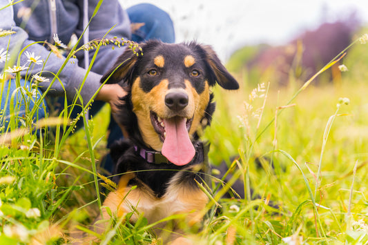 4 Collars for Your Mixed-Breed Dog