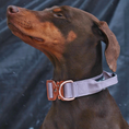 Load image into Gallery viewer, 1.5" Tacti Dog Collar Slim Luxe - Rose Gold - Sofia
