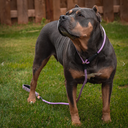 Finding the Perfect Slip Lead for Your Dog